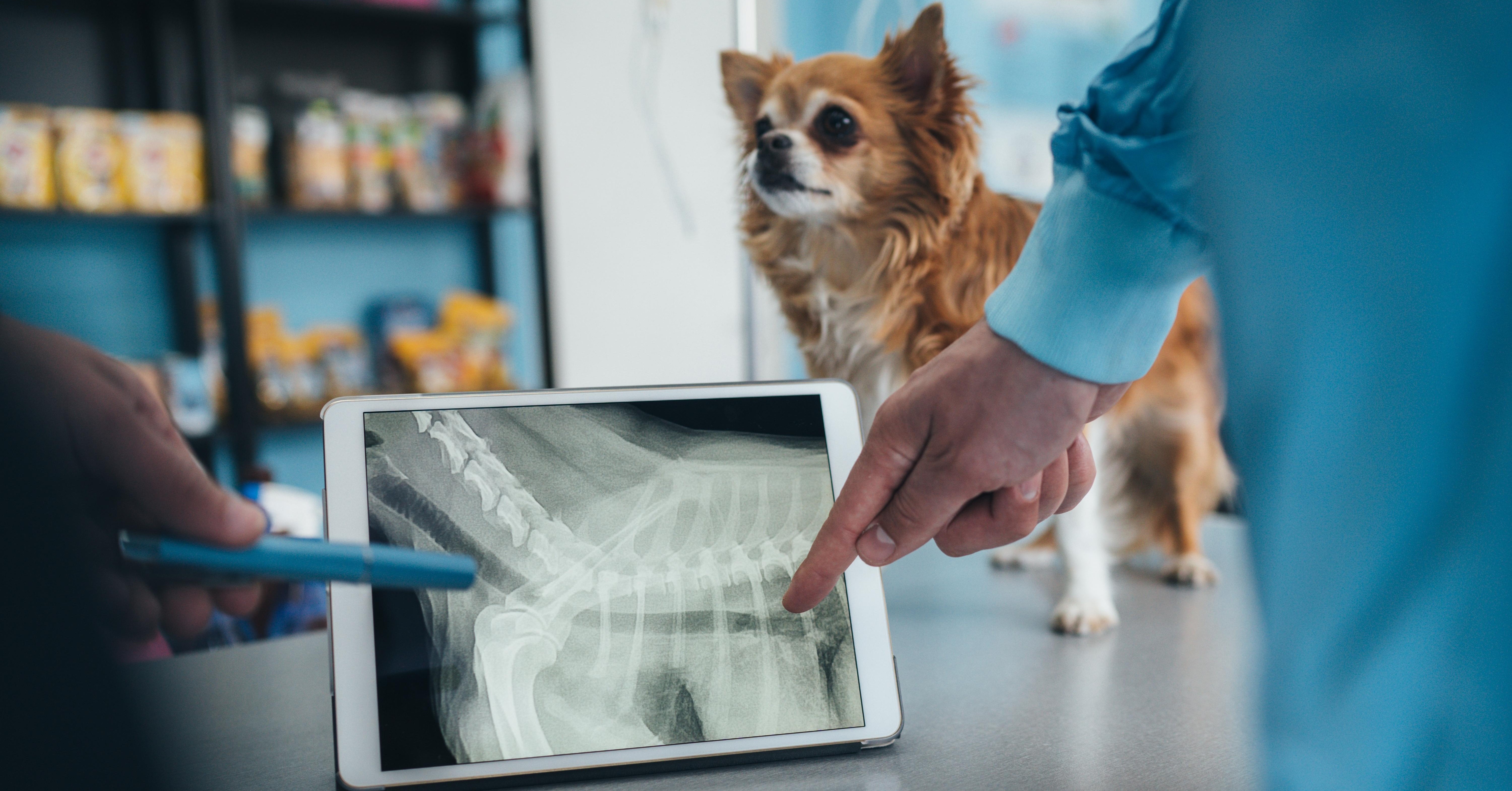 Can You Insure a Pet With a Pre-Existing Condition